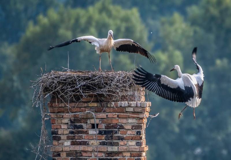 Professional Chimney Animal Removal Services in Burbank, California