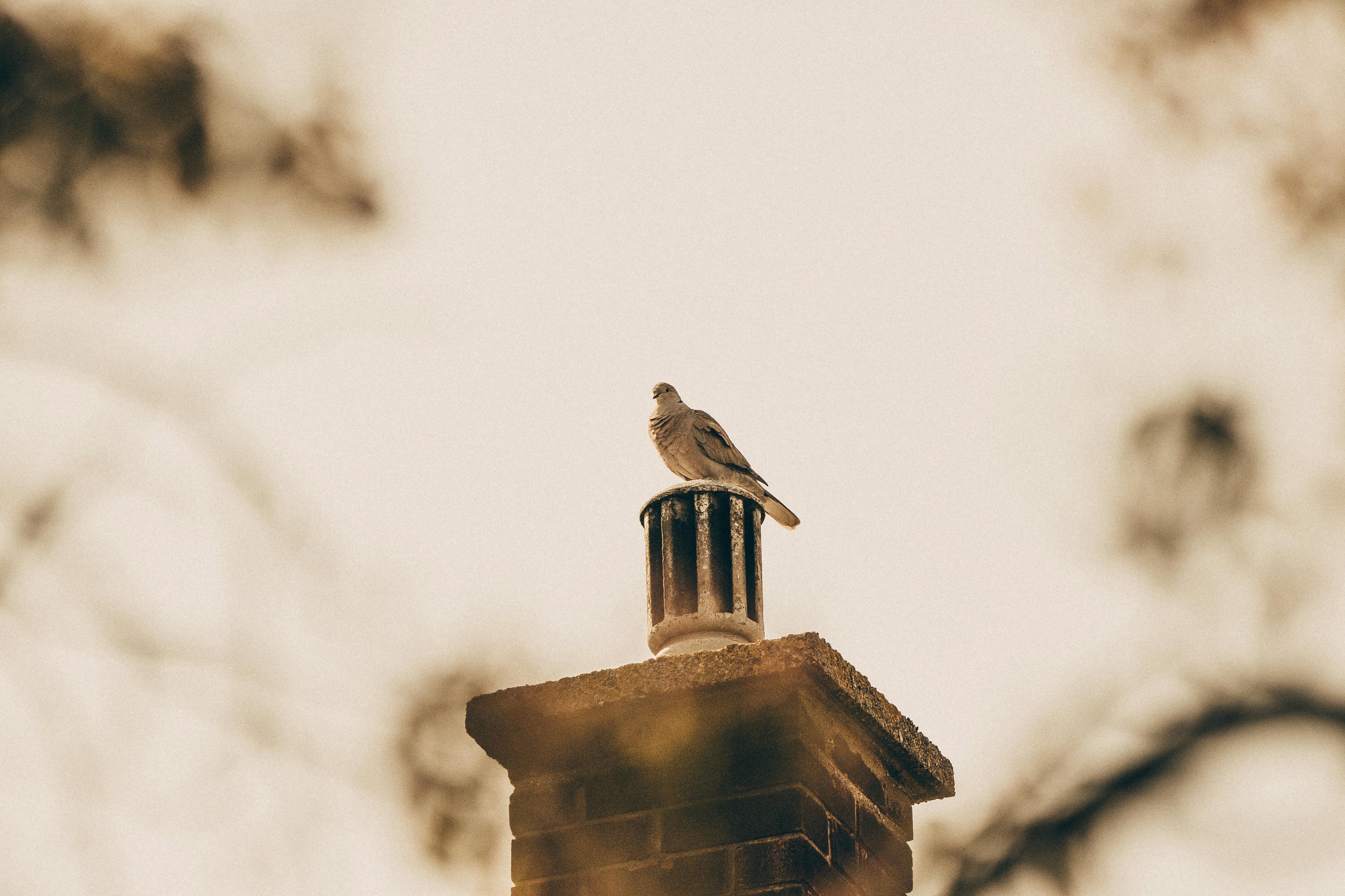 Expert Chimney Cap Installation in Burbank, California